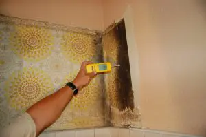 Schimmel an der Tapete