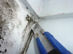 Schwarzer Schimmel am Fenster