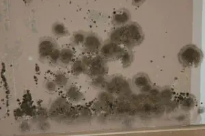 Schwarzer Schimmel an der Wand